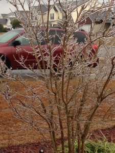 crepe myrtle