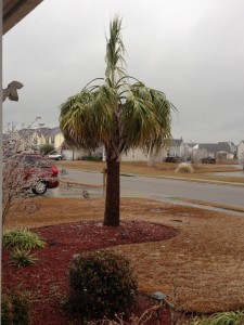 frozen palm tree